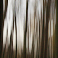 deutscher_mischwald_im_herbst